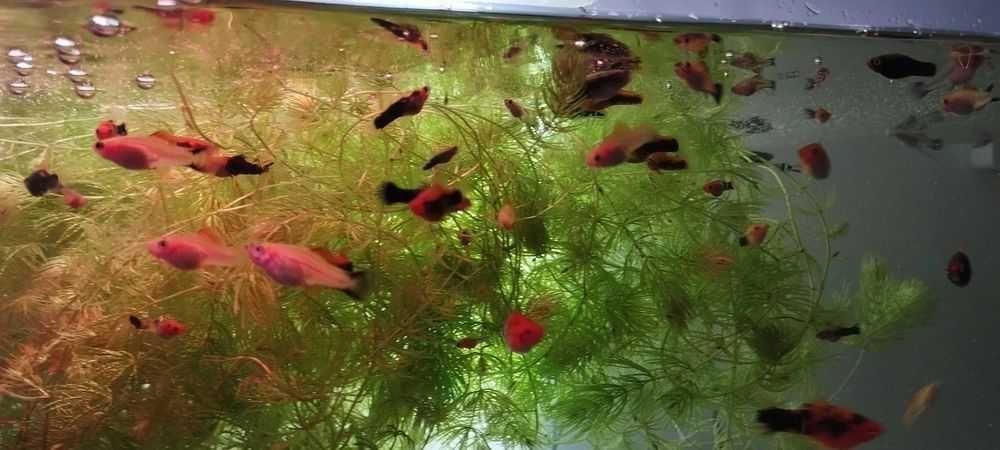 Mieczyki rybki akwariowe mix