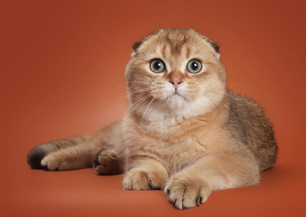 Scottish Fold (золотая шиншилла)