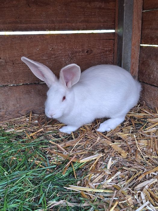 Termondzki Biały samica i małe typowo mięsna rasa
