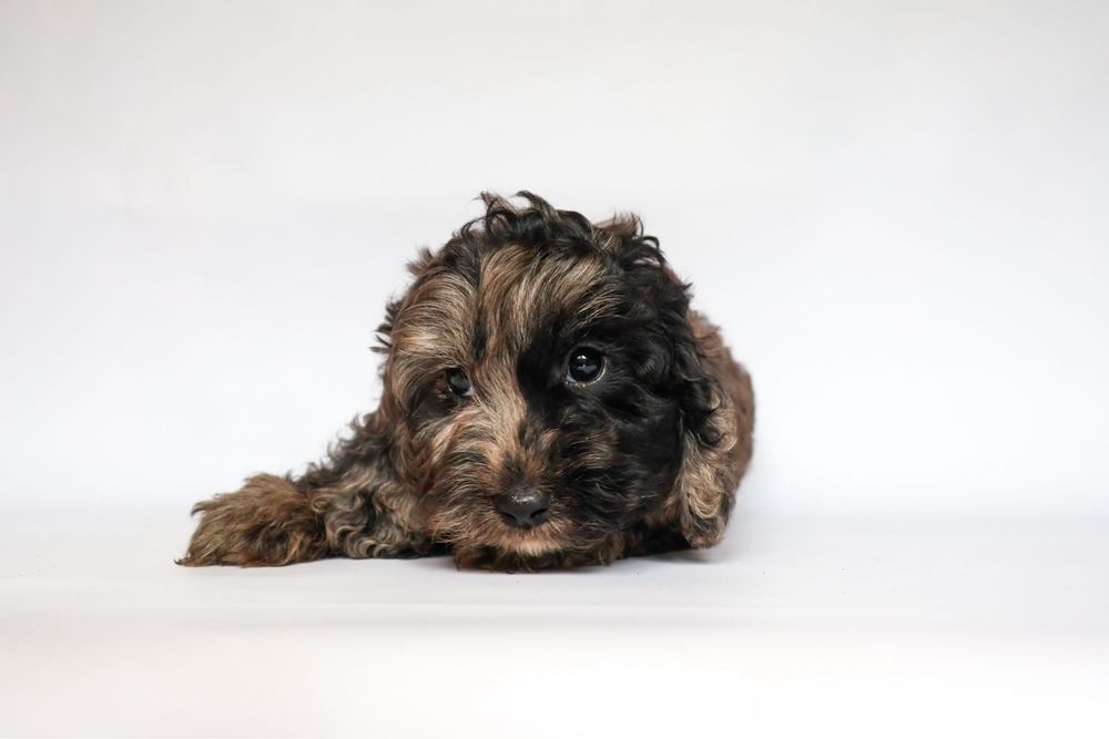 Cavapoo F1 piesek Messi wyjątkowe umaszczenie