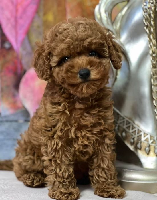 Кудрявий малиш.той пудель .