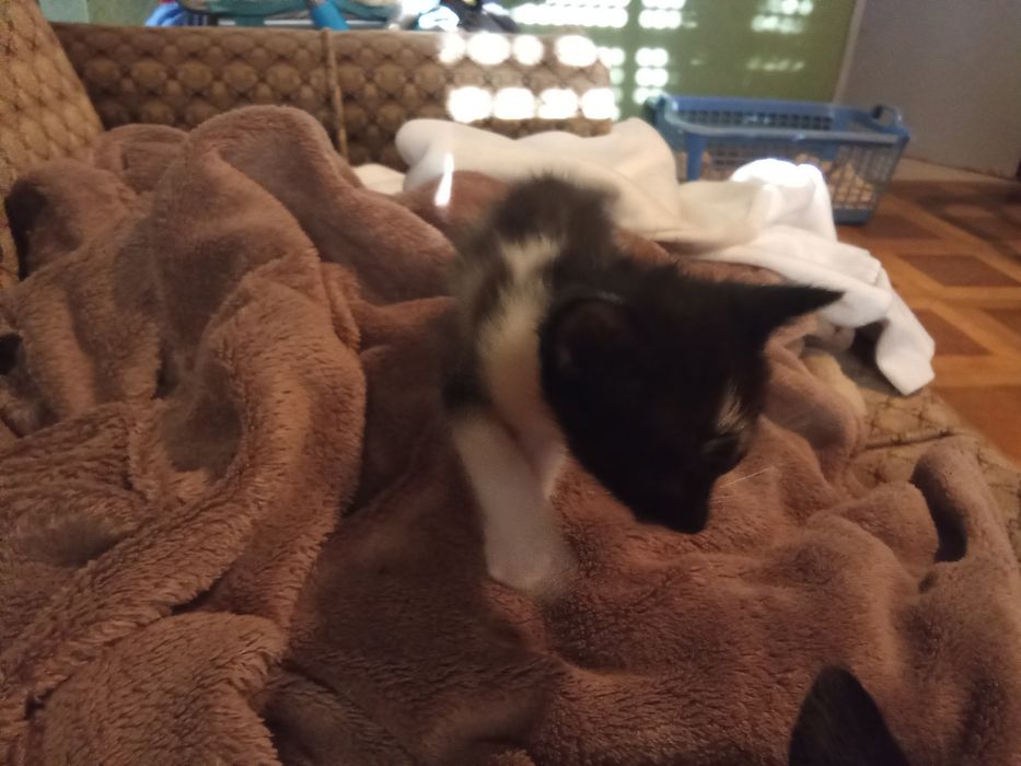 Dou 3 gatinhos pra adoção
