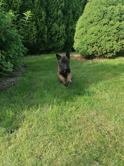 Малінуа щенята готові до переїзду! Бельгійська вівчарка!