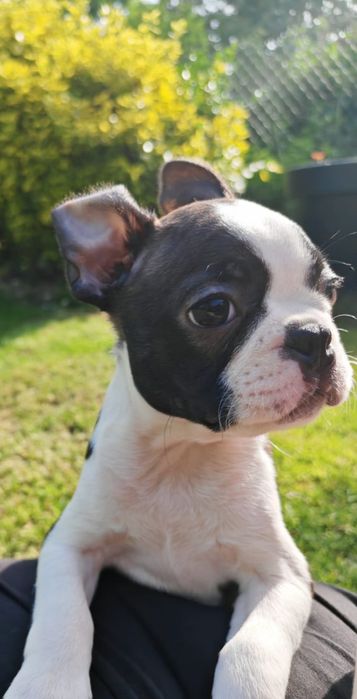 Boston Terrier piesek ZKwP FCI