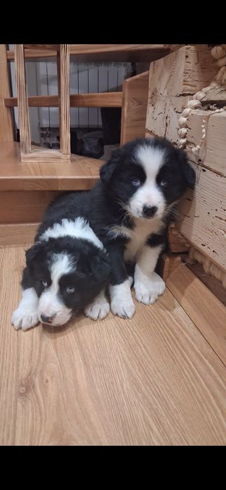 Border Collie szuka kochającej rodzinki