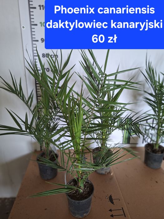 Phoenix canariensis Daktylowiec Kanaryjski Palma WYSYŁKA