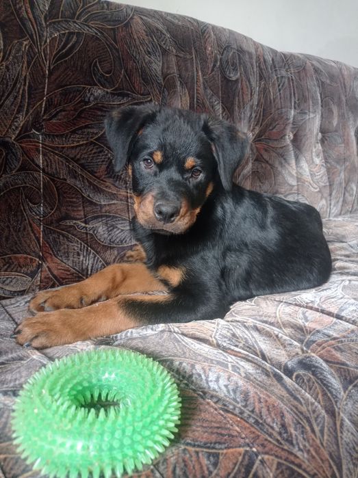 Цуценята Ротвейлера