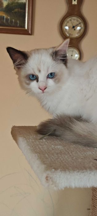 Ragdoll Śliczne kocięta z rodowodem