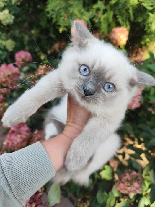 Kot brytyjski mix ragdoll kotka blue mitted