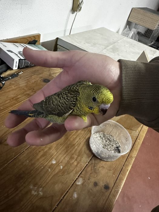 Piriquitos asa negra