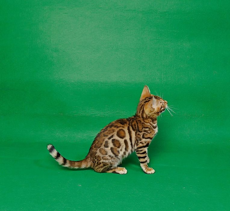 Розкішний хлопчик бенгал