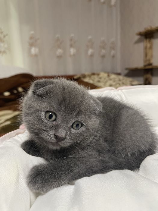Шотландский котик мальчик