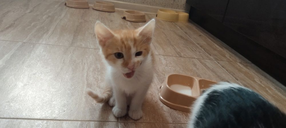 Шукаю руду кішечку