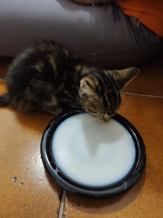 Gatinha para adoção