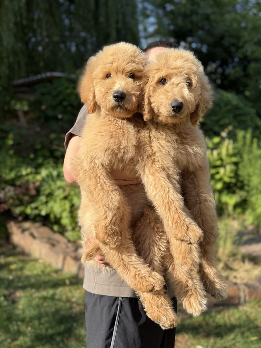 Лабрадудль (labradoodle, лабрадудель) цуценята
