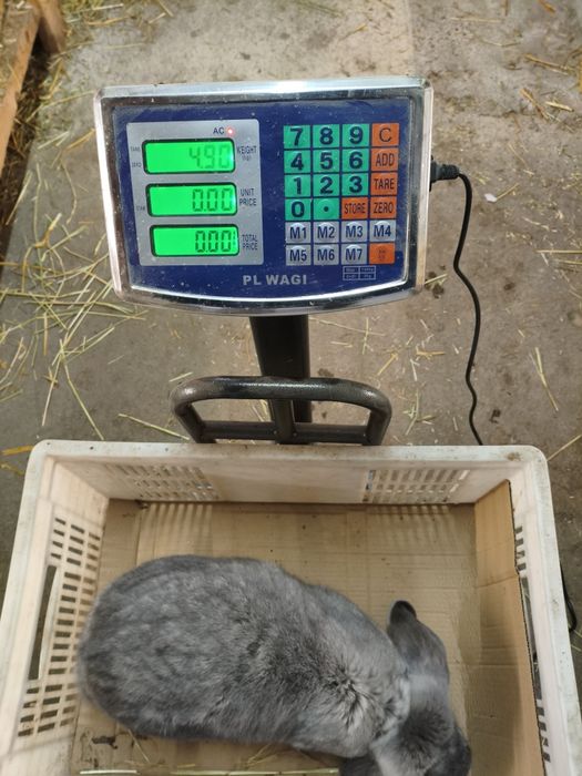 Baran francuski samce