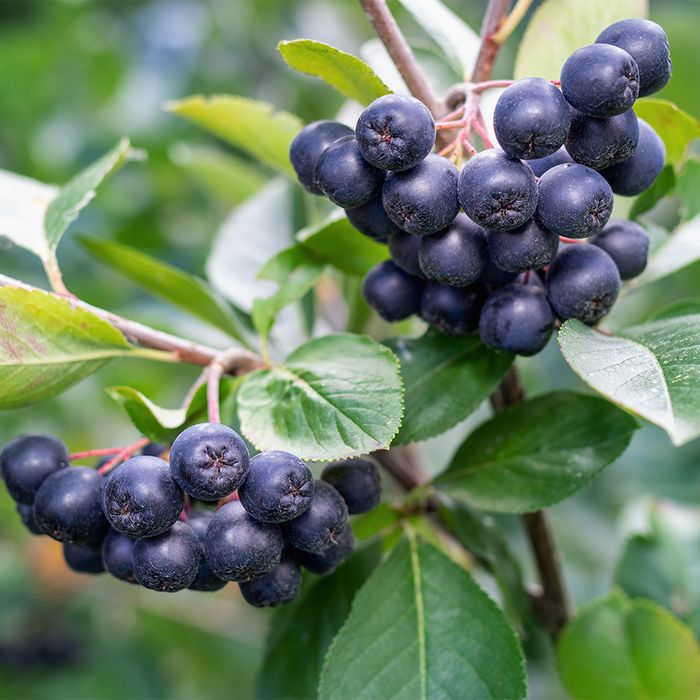 Aronia czarnoowocowa Galicjanka 2L