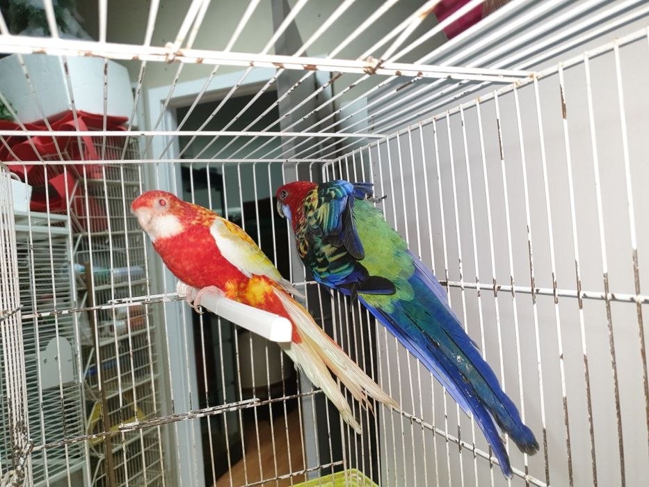 Roselias  vermelhas repordutores