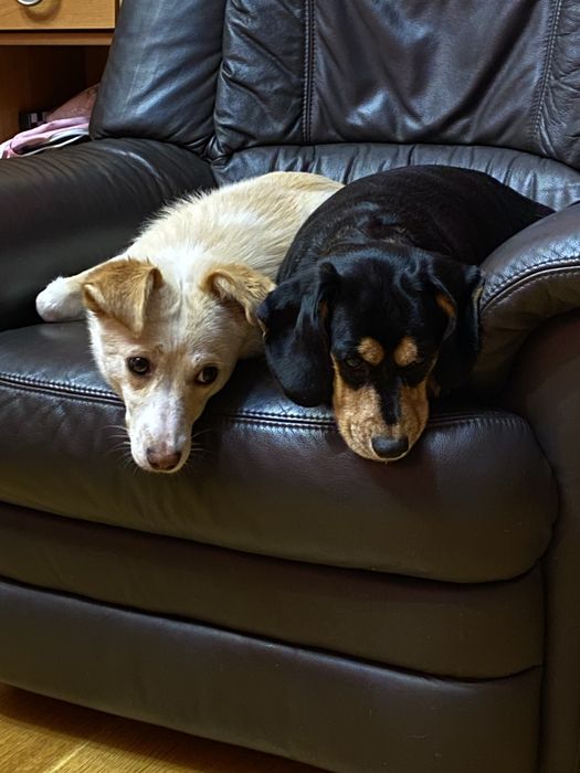 Енергійна красуня шукає родину