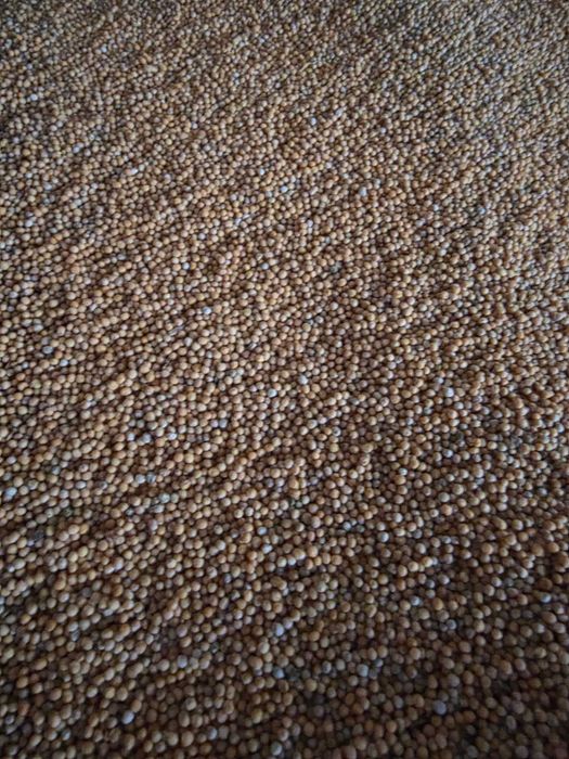 sprzedam gorczycę ekologiczną