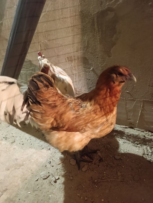 Продам курей породи Лакеданзі