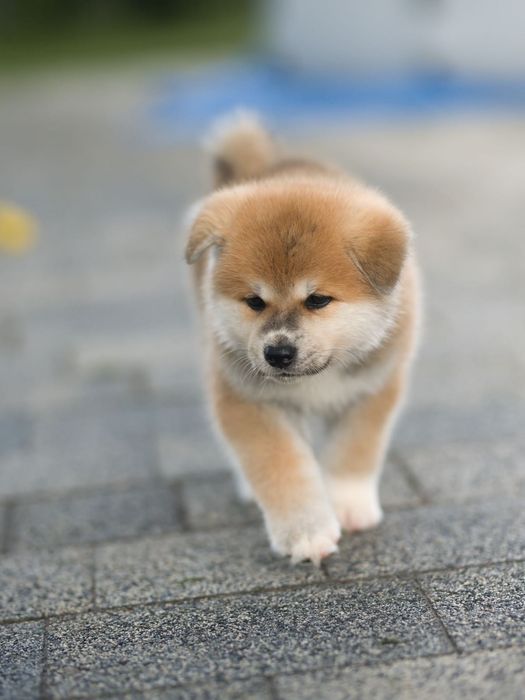 Akita Inu, piękny czerwony chłopiec-ZKwP/FCI & AKIHO