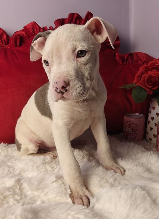 Śliczny piesek amstaff!