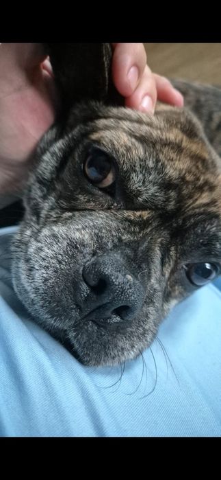 Polecam sie do adopcji