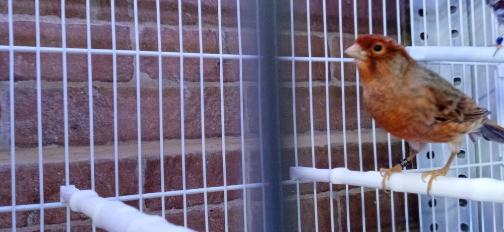 Canario Macho Agata Vermelho Intenso de 2025