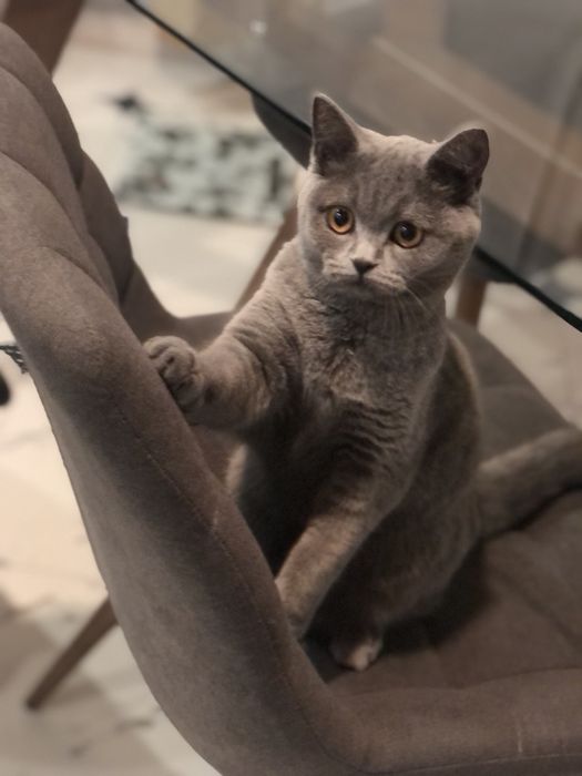 Віддам кицьку Шотландская прямовуха