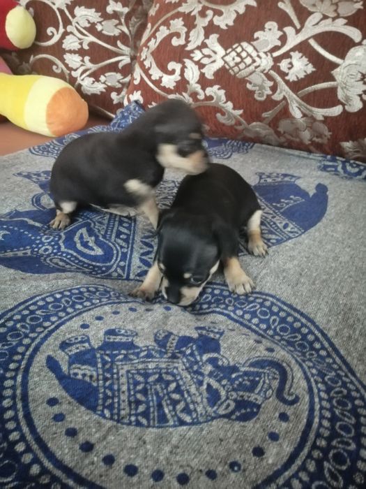 Щенки русский той - терьер