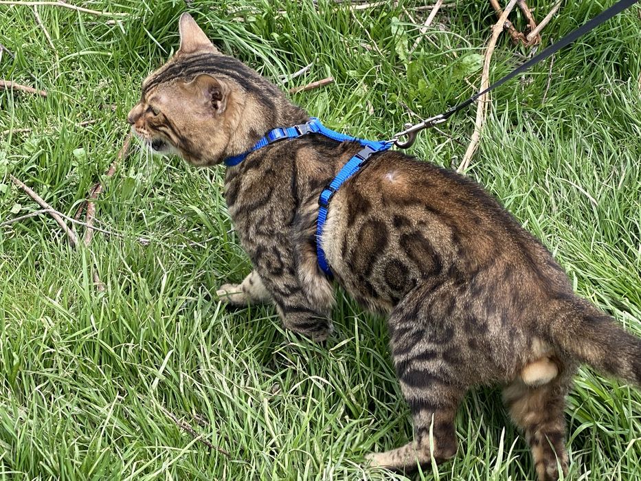 Красень бенгал для вʼязки