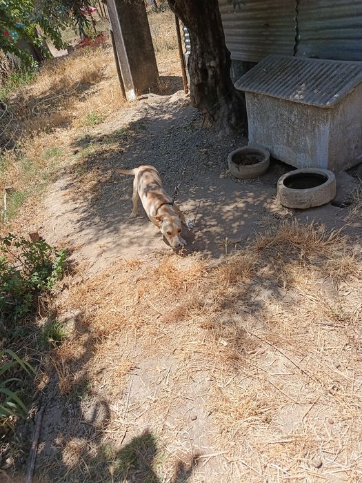 Dar Cães com vacinas em dia