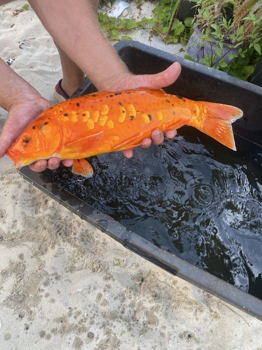 Karp EuroKoi selekt 48 cm hodowla