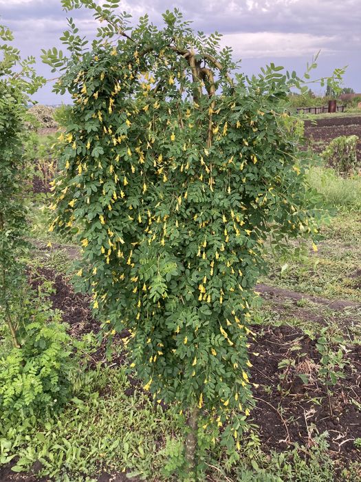 Акація плакуча. Карагана. Акація жовта. Pendula
