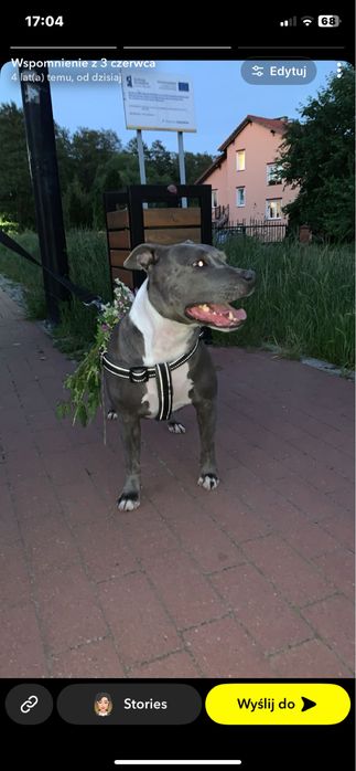 Oddam za darmo w dobre ręce