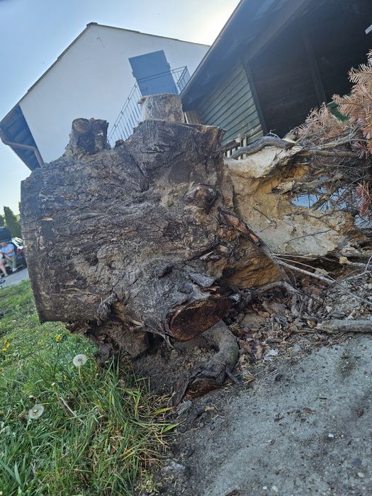 Pień orzecha włoskiego 2 szt
