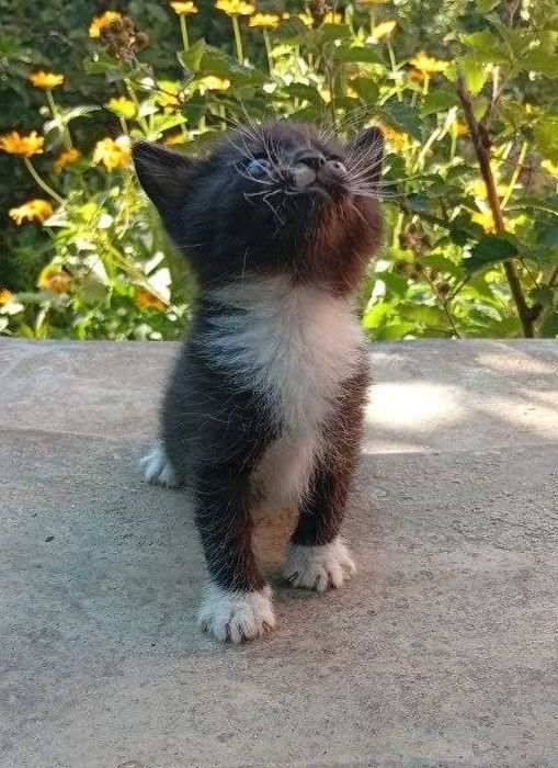 2 котенка девочки