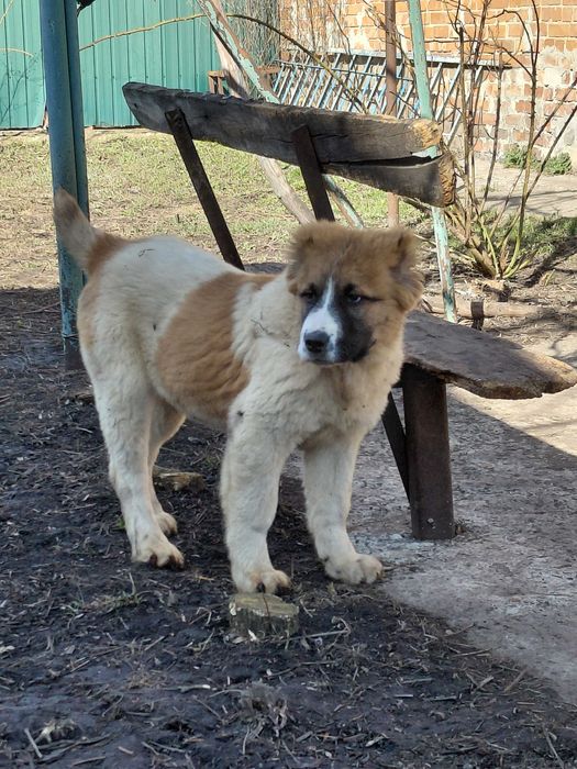 Девочка САО Алабай