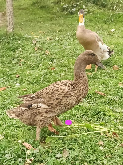 Kaczki biegus indyjski