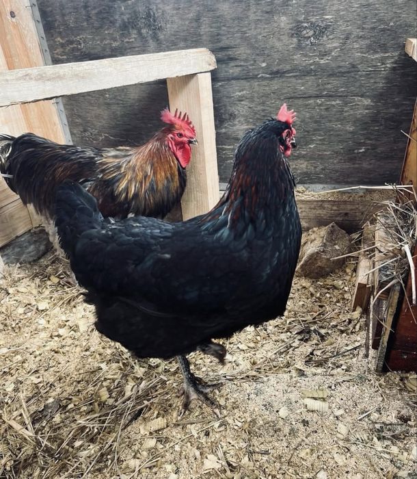 Ovos Férteis para Incubação e galinhas/pintos de várias raças