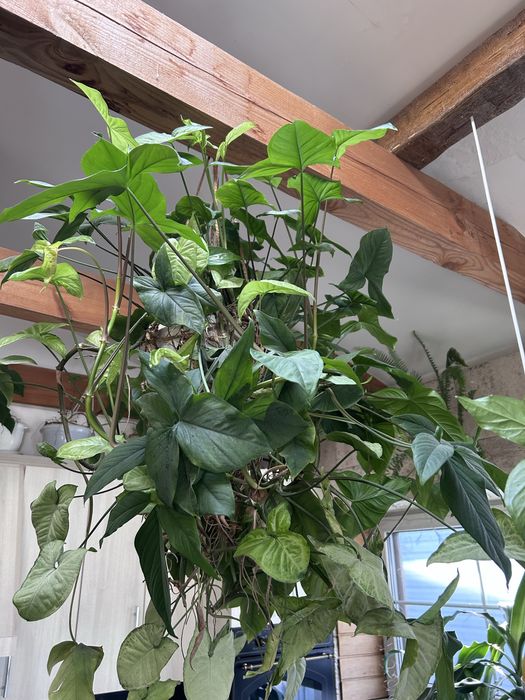 Сигоніум  ліана вічнозелена