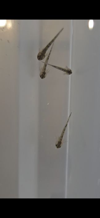 Axolotls em criação