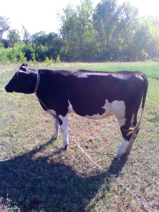 Продам телицю, 3 місяці