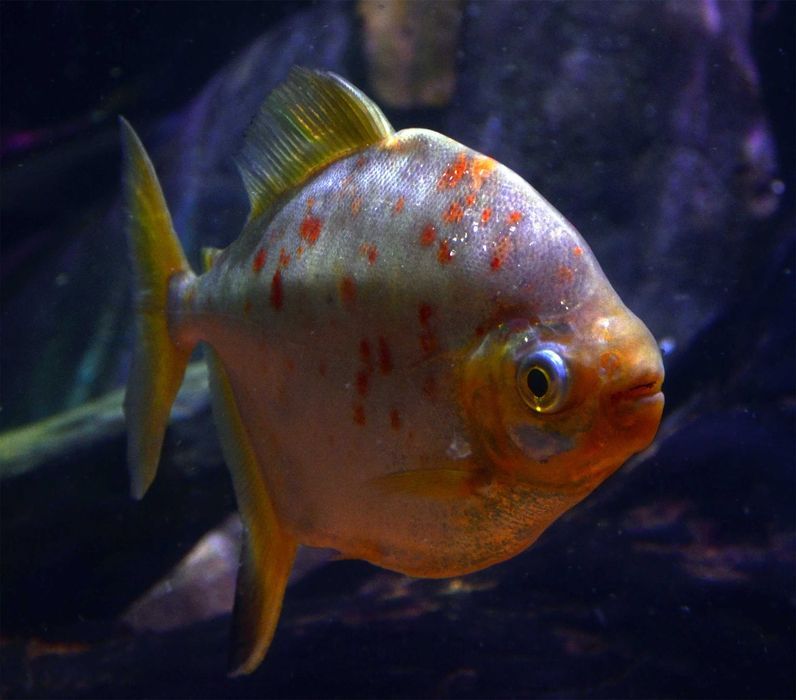 Myloplus rubripinnis - Myleus - XL - dowóz, wysyłka