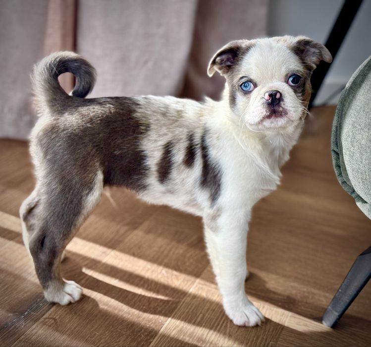 Piesek 12 tyg Farb Mops