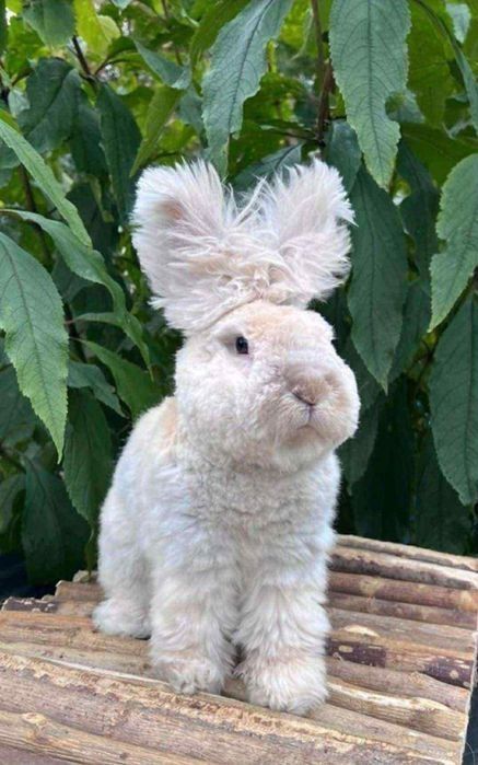 Sprzedam parkę królików angory angielskiej do hodowli