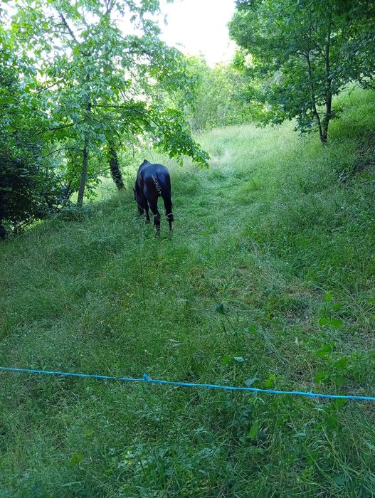 Vende-se cavalo inteiro trutador