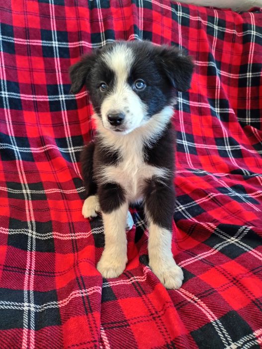 Border Collie piesek