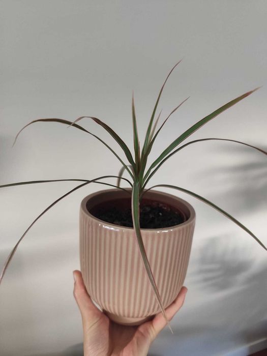 Planta Dracena Marginata | Planta Aranha